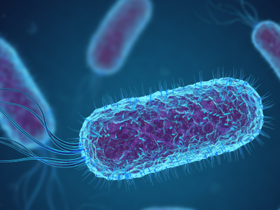 E coli