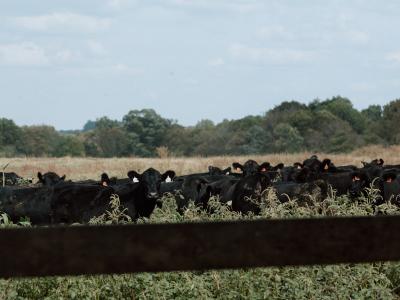Cattle in a field on Fischer Farms