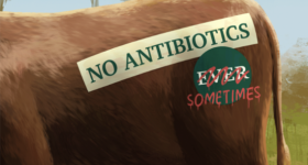 cow with a sign on its rear that says no antibiotics sometimes