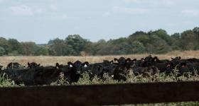 Cattle in a field on Fischer Farms