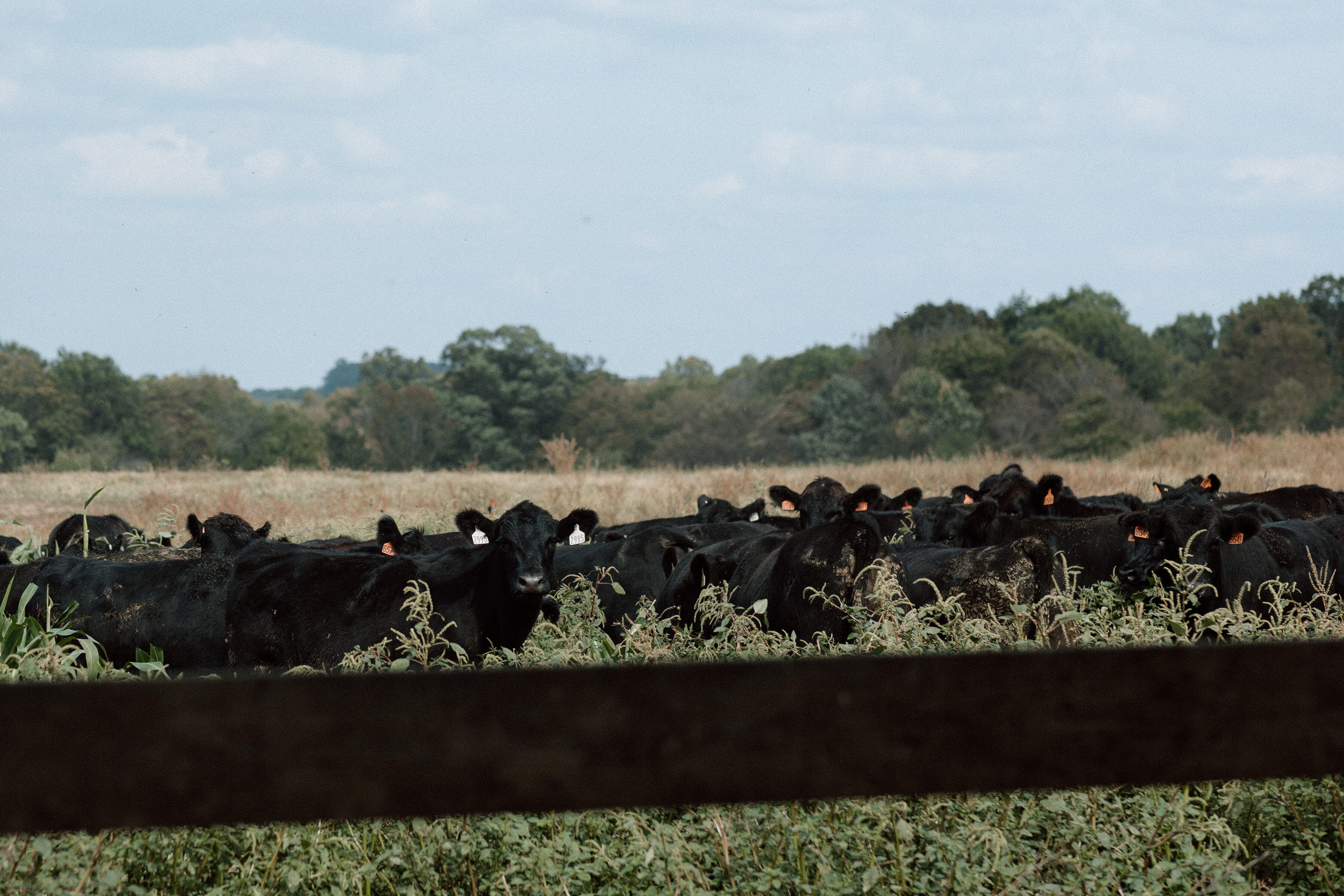 Cattle in a field on Fischer Farms
