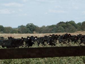Cattle in a field on Fischer Farms
